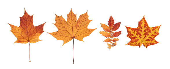 Autumn Maple and Rowan tree Leaves, Watercolor Yellow red isolated photo. High quality photo