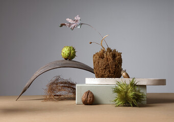 Still life with horse chestnuts in shell