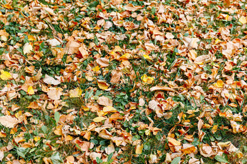 Natural background pattern with autumn foliage and grass in park