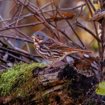 Adult Red Fox Sparrow (Passerella Iliaca) Perched On A Dead Tree Stump In The Forest During Migration In Autumn. Selective Focus, Background Blur And Foreground Blur.
