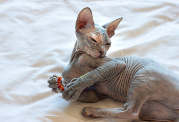 A bald Sphynx cat with folds on the skin lies on the bed with a toy in its paws