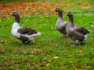 Gänse