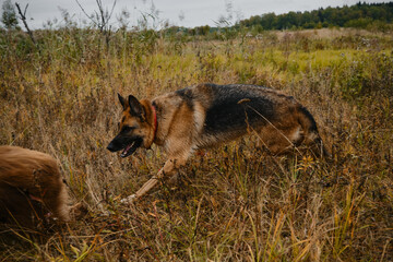 Dogs playing catch up. Side view. No people. Black red German Shepherd runs in autumn field without leash and tries to catch brown Australian Shepherd.