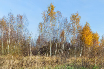 autumn birch grove with dry and green grass