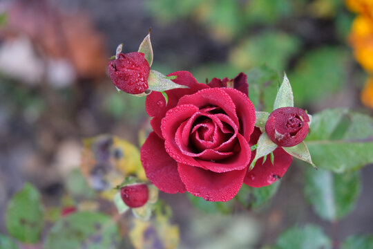 Red rose in the dew. Morning autumn fog. Care and cultivation. Top view.