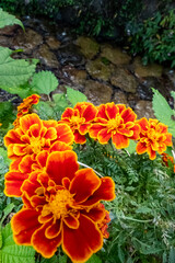 川辺にマリーゴールドが群生