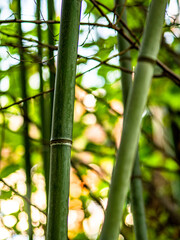 Bambus Stangen