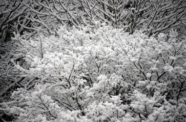 雪の積もった木