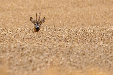 deer on the ground