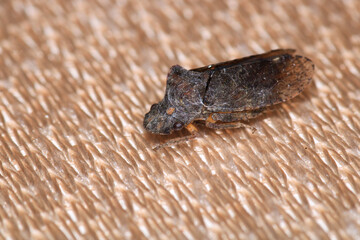 glassy winged sharpshooter insect macro photography