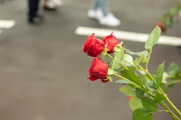 Three red roses. Bouquet of roses. Flowers for teacher.