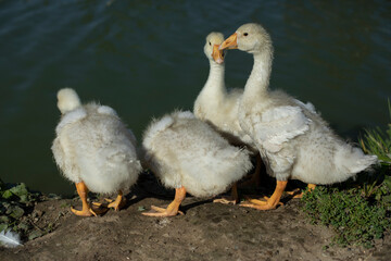 Geese on pond. Baby geese. Animals in countryside.