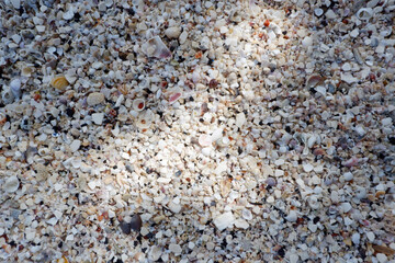 Various sea shell backgrounds at the beach of the sea.