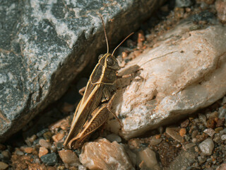 camouflaged grasshopper hiding on stone closeup