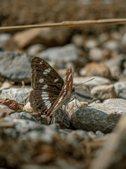 walking butterfly macro closeup