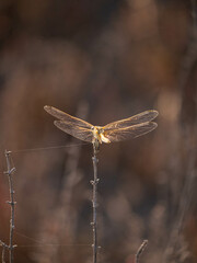 golden dragon-fly closeup