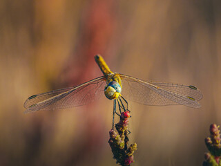 colourfull dragon-fly closeup