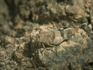 camouflaged grasshopper hiding on stone closeup