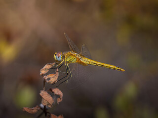 yellow dragon-fly closeup