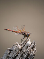colourfull dragon-fly closeup