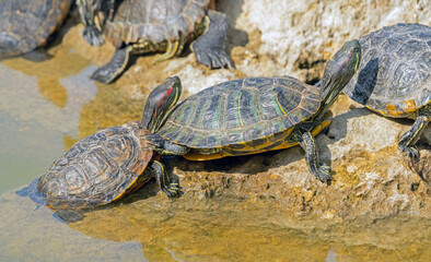 turtles basking and swimming in the sun