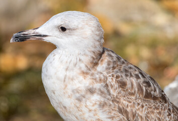 portrait of sea gull