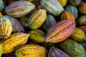 Fresh cocoa pod harvest in chocolate factory