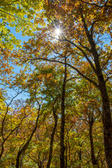 Rattlesnake Lodge Trail, Smoky Mountains, North Carolina