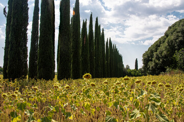 Obraz premium champ de tournesols et cypres en italie