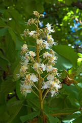 Marronnier, Aesculus hippocastaneus