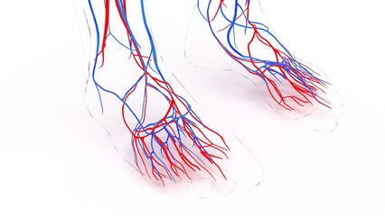 human blood vessels with heart anatomy 3d illustration