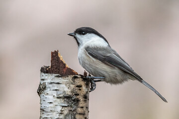 Cute bird willow tit is sitting on a tree stump