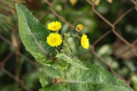Common sowthistle Sonchus oleraceus
