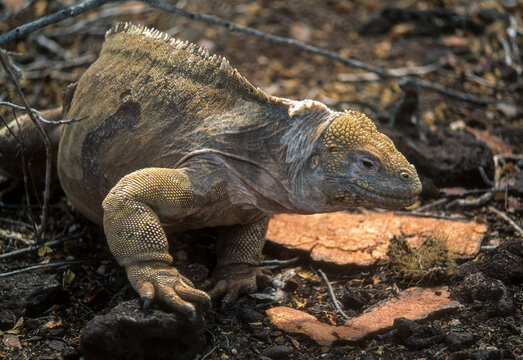 Iguane terrestre de Santa Fe, Conolophus pallidus, île de Santa Fe, Archipel des Galapagos, Equateur