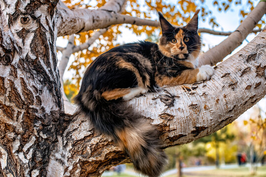 Very bright Maine Coon cat sitting on a birch...