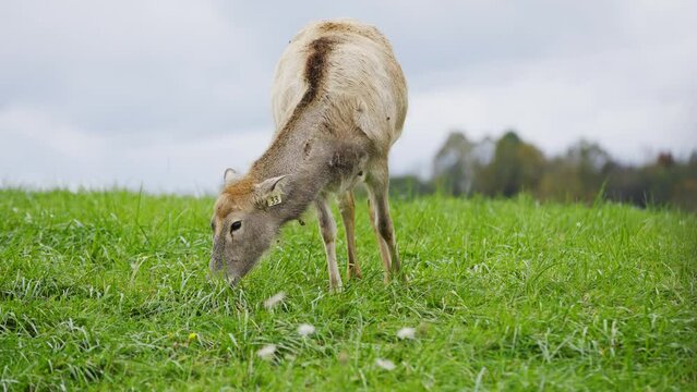 Bactrian Deer Eating and Resting in Safari Wilderness in 4k Slow Motion