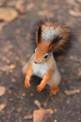 A squirrel on its hind legs in the park asks for food. Soft focus.