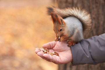 A gray squirrel with red ears, sitting on a man's arm and gnawing nuts in an autumn park. Soft focus. Feeding animals