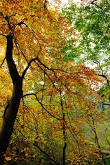 Bunte Farben im Herbst im Deutschen Wald