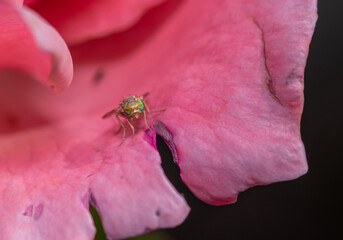 fly on a flower