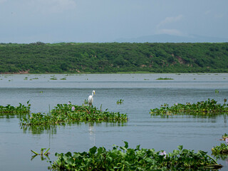 landscape with crane standing in lake 