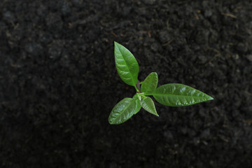 Top view of young avocado plant growing out from soil humus.