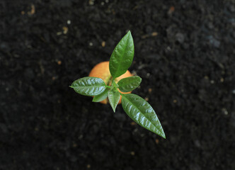 Avocado sprout and germinated seed from soil.