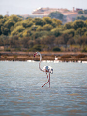 large majestic flamingo walking throug water