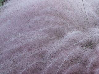 ressource graphique en buisson couvert de rosée