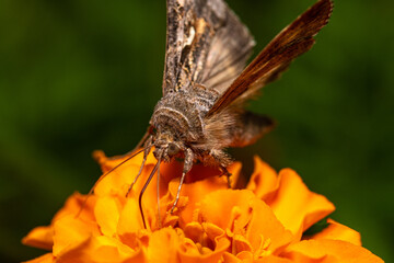 butterfly on a flower
