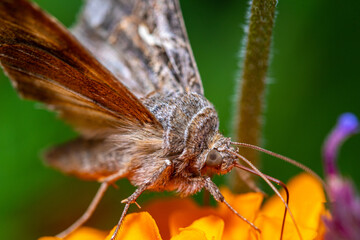 close up of a butterfly