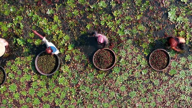 Farmers are picking water chestnuts from ponds.