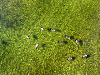 Canadian Geese Swimming in Pond or Lake