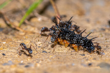 ants on the ground